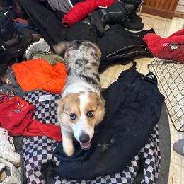 Raven - American Corgi