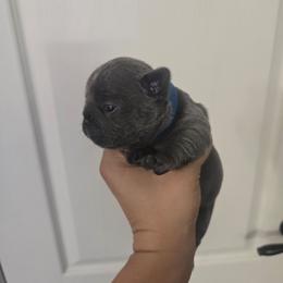 Melhouse Van Houten - Blue male French Bulldog puppy in Avondale, Arizona from Montes House of  Frenchies