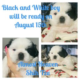 Shih Tzu Puppies from Almost Heaven Shih Tzu