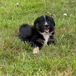 Jackson - Black tri male Miniature Australian Shepherd puppy in New London, Minnesota from Broken T Australian Shepherds