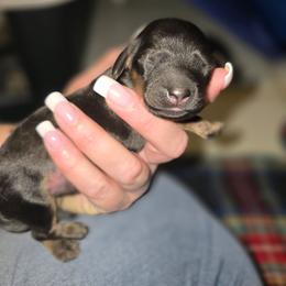 Black cream OR Shaded cream - Black and cream female Dachshund puppy in Port Charlotte, Florida from Vicki's Dachshund Crossing