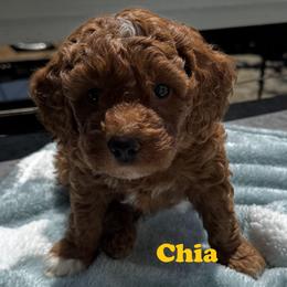 Goldendoodle Puppies from Anna Liu