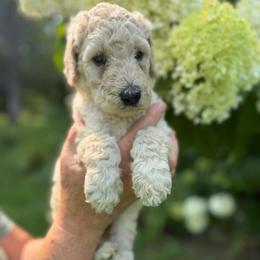 Halo - Cream female Poodle puppy in St. Johnsbury, Vermont from Poodles of the Northern Woods