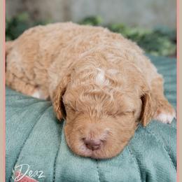 Capri - Red female Cockapoo puppy in Connersville, Indiana from Deaz Doodle Ranch