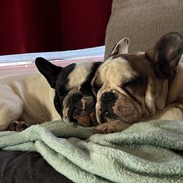 French Bulldog All Grown Up from Phoenix Rising