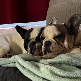 French Bulldog All Grown Up from Phoenix Rising