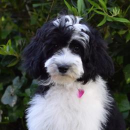 Sadie - Australian Labradoodle