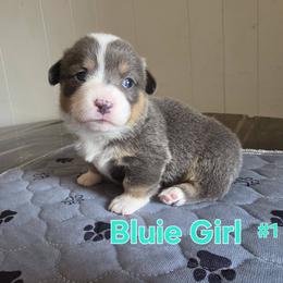 Pembroke Welsh Corgi Puppies from Lindsey Smith