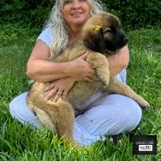 Leonberger Puppies from Bigfoot Leonberger Ranch