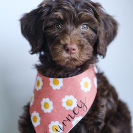 Goldendoodle Puppies from New Doods On The Block
