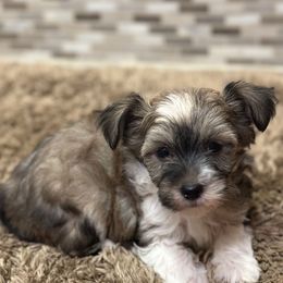 Puff - Sable male Chinese Crested puppy in Rockvale, Tennessee from Cosmic Chinese Cresteds & Wind-Echo Poodles