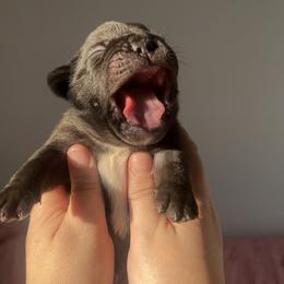 Java - Black and white male French Bulldog puppy in Galt, California from The three little frenchies