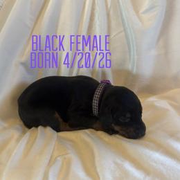 Truffle - Black and rust female Doberman Pinscher puppy in Wellington, Ohio from Jessie (TDD, llc)