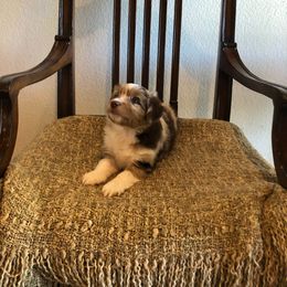 Stunning Girl - Red merle Miniature American Shepherd puppy in Chatsworth, California from AlwaysAussies