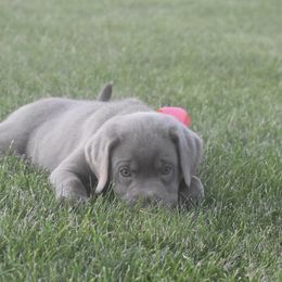 Dilute Retriever Puppies from Royalty Retrievers