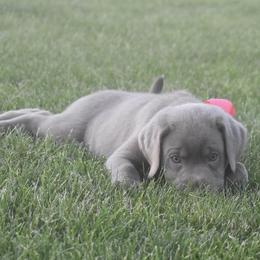 Dilute Retriever Puppies from Royalty Retrievers