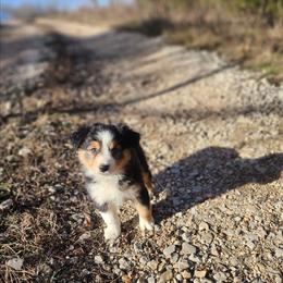 Wednesday - Black tri female Miniature Australian Shepherd puppy in Macomb, Missouri from Faunus Farms and Aussies