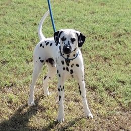 Knox - Dalmatian