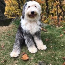 Tilley Ann - Old English Sheepdog