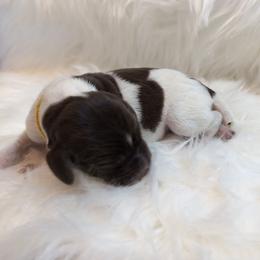 Yellow - Liver roan female German Shorthaired Pointer puppy in Highland, Illinois from Big Daves Bird Dogs LLC,  BDBD