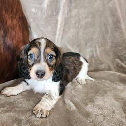 Kevin - Piebald male Dachshund puppy in Lindsay, California from Lewis Creek Dachshunds