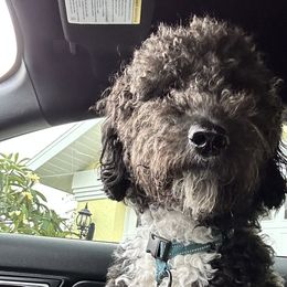 Goldendoodles from GoldenDoodles Cape Coral