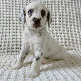 Fern - LUA blue eye liver long coat - White and liver brown female Dalmatian puppy in Jefferson, Georgia from Spotted Jewels Dalmatians