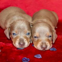 Isabella 2 (twin boys) - Fawn (isabella) and tan male Dachshund puppy in Coldwater, Mississippi from Mississippi Shorties Miniature Dachshunds