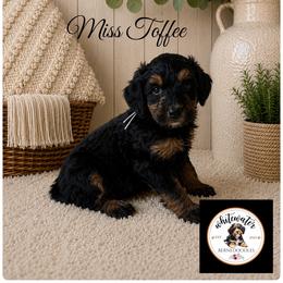 Miss Toffee - Phantom female Bernedoodle puppy in Altura, Minnesota from Bluffside Berners