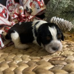 Harmony - Black white and tan female English Springer Spaniel puppy in Las Vegas, Nevada from Legacy
