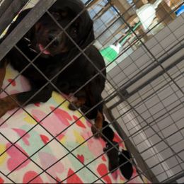 Rottweiler puppies from Lazy A Ranch & Kennels