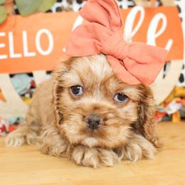 Mia - Red female Cocker Spaniel puppy in Rattan, Oklahoma from Double M Cocker Spaniels