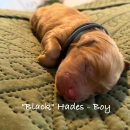 Hades - Dark golden male Golden Retriever puppy in Weston, Missouri from Love is Golden