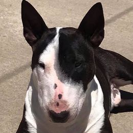 Miniature Bull Terriers from Annwn Mini Bulls