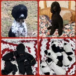 Goldendoodle and Poodle Puppies from Trammell’s Southern Pups