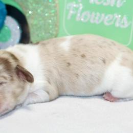 Crunch - Dapple male Dachshund puppy in Bellville, Ohio from JK Mini Doxies