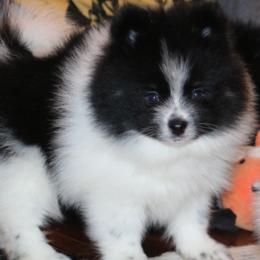 Jasper - Black parti male Pomeranian puppy in Danielsville, Georgia from PassionatePomPoms