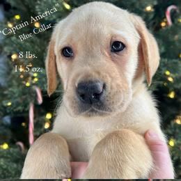 Cpt. America - Blue Collar, Yellow Male - 3,500 - Yellow male Labrador Retriever puppy in Eaton Rapids, Michigan from Higher Ground Labradors