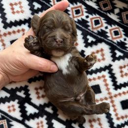 Cadbury - Brown male Cocker Spaniel puppy in Delphi, Indiana from Benchmark Cockers