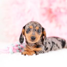 Dachshund Puppies from Tinker Toy Doxies