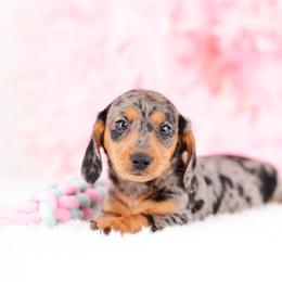 Dachshund Puppies from Tinker Toy Doxies