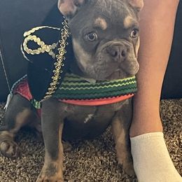 French Bulldog Puppies from Honey Bee Frenchies