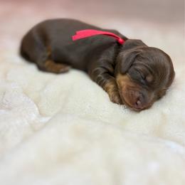 Oak - Chocolate and cream male Dachshund puppy in Weatherford, Texas from Boujee Dachshunds