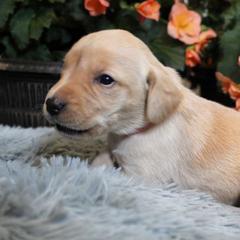 Girl 3 - Yellow Labrador Retriever puppy in Gilbert, South Carolina from Crout Kennels