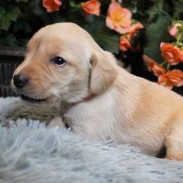 Girl 3 - Yellow Labrador Retriever puppy in Gilbert, South Carolina from Crout Kennels