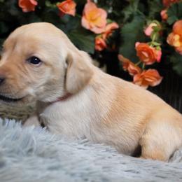 Girl 3 - Yellow Labrador Retriever puppy in Gilbert, South Carolina from Crout Kennels