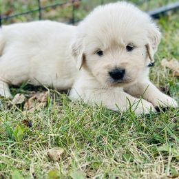 (Black collar) - Light golden male Golden Retriever puppy in Decatur, Indiana from Golden Bundles