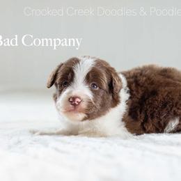 Bad Company - Red male Bordoodle puppy in Woodruff, South Carolina from Crooked Creek Doodles and Poodles