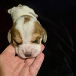 Girl 4 - Brown and white female Beagle puppy in Medford, Oregon from Laceys AKC Beagles