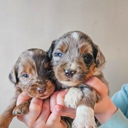 Aussiedoodle puppies from Doodles & Co